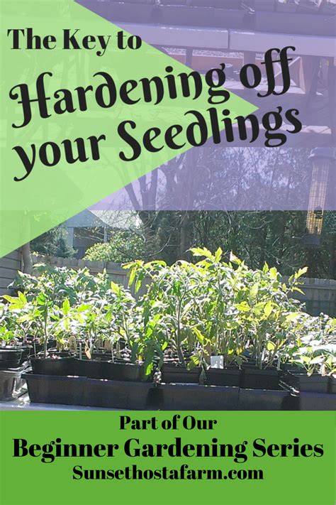 How To Harden Off Seedlings Hardening Off Seedlings Seedlings