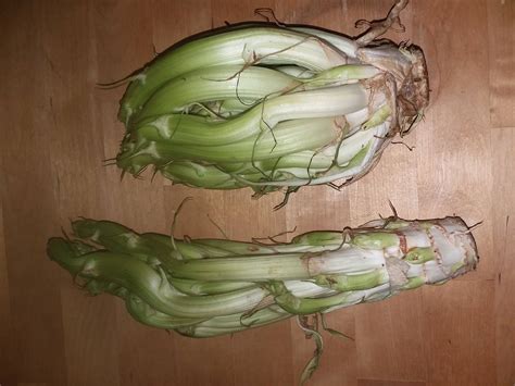 food identification - What is this celery like vegtable? - Seasoned Advice