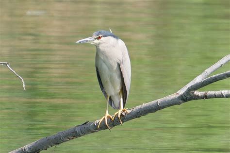 Black crowned Night Heron ( | BirdForum