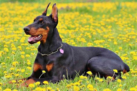 Doberman Husky Mix (Dobsky) Complete Guide