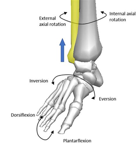 Fibular Head Pain? Here's What to Do! - Centeno-Schultz