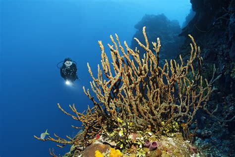 Cuba Maria La Gorda Tauchplätze Nautilus Tauchreisen