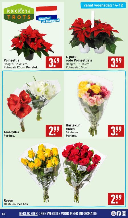 Rozen Amaryllis Folder Aanbieding Bij Aldi Details