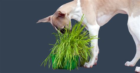 dog eat grass advice    surepets