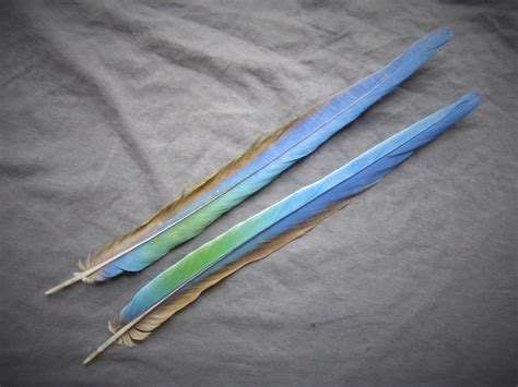 Harlequin Macaw Parrot Tail Feathers | Naturally Molted | Macaw Nutz!