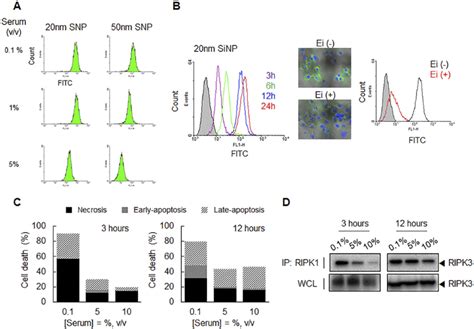 Cellular Internalization And Cytotoxicity Of SNP Depending On Serum