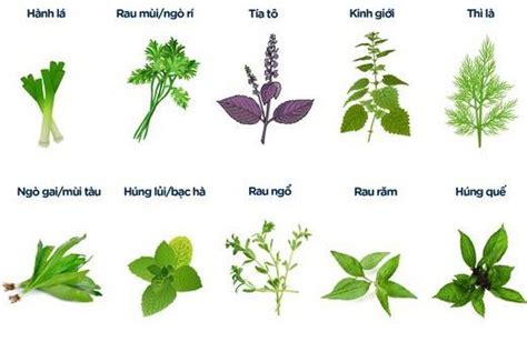 Vietnamese Herb Cheat Sheet R Vietnamese