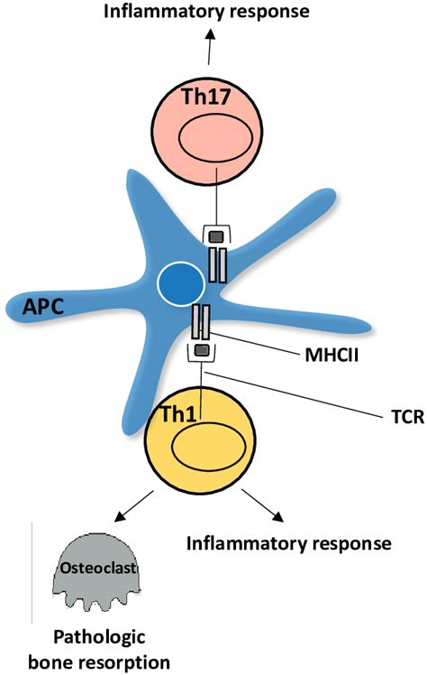 Immune Response Associated To T Cells In Periodontal Disease Download Scientific Diagram