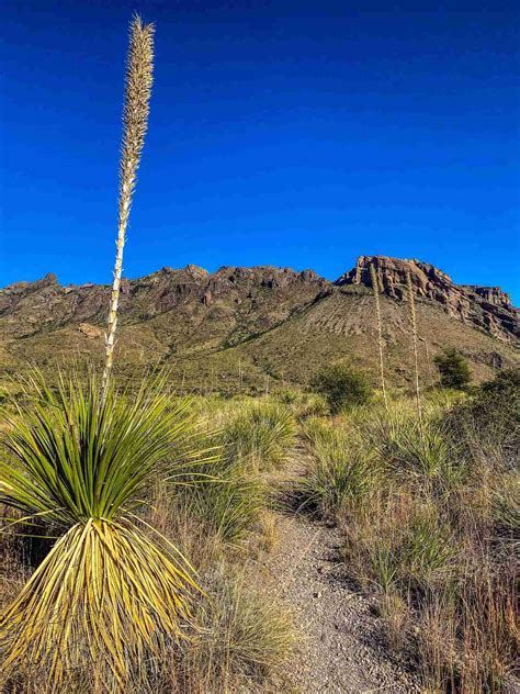 Big Bend Guide Pine Canyon Trail