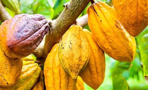 Cacao en péril quand la nature se rebelle l or brun de la Côte d