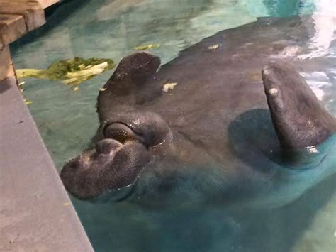 Happy Birthday, Snooty! The World’s Oldest Known Manatee Turns 66