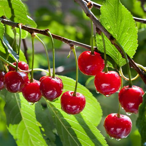 North Star Cherry Tree – Green Thumbs Garden