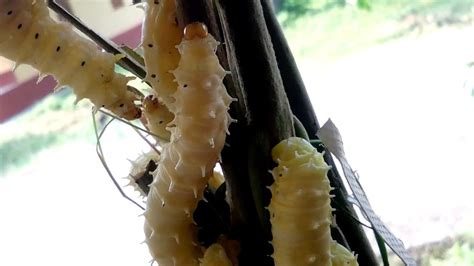 Larva Eri Silk Worm Youtube