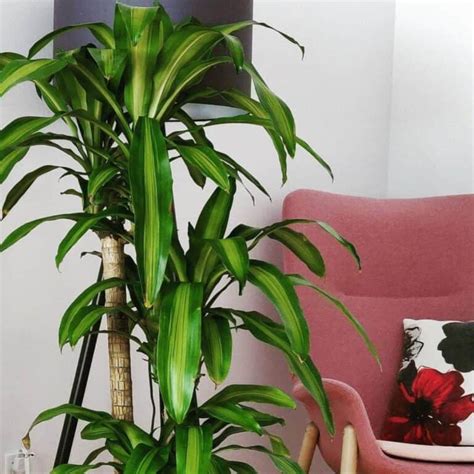 Dracaena Massangeana Mass Cane Plant Growing And Care