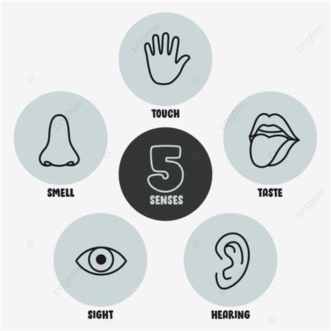 Five Senses Concept With Human Organs Eyesight Mouth Education Vector