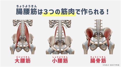 腸腰筋の鍛え方！深腹筋・インナーマッスルを効率的に鍛える方法を徹底解説｜torecon