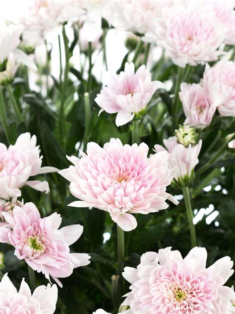 Chrysanthemen Verzweigt Euro Pink Rosa Blumigo