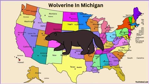 Wolverine In Michigan: Everything You Need To Know