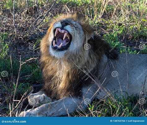 Male Lion Resting In A Nature Reserve In South Africa Stock Photo