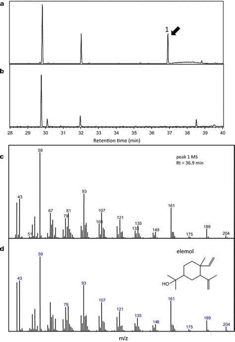 Gas Chromatographymass Spectrometry Gcms Analysis Of The Cbtps1 Download Scientific Diagram