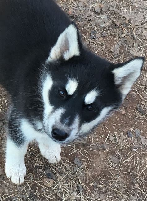 Are Siberian Husky With Brown Eyes