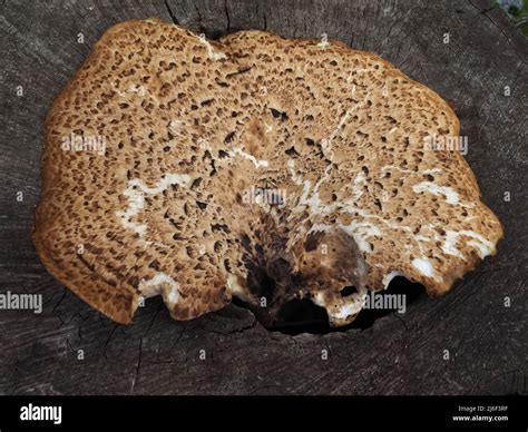 Modelli Di Sella Immagini E Fotografie Stock Ad Alta Risoluzione Alamy