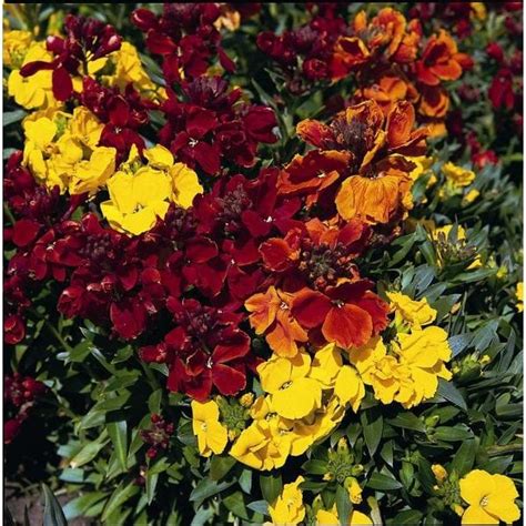 Freesia Royal Crown Mix Kings Seeds Direct