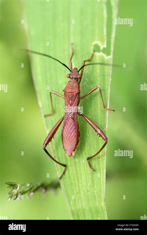 Soybean Pod Bug Riptortus Linearis Sumatra Indonesia Stock Photo Alamy