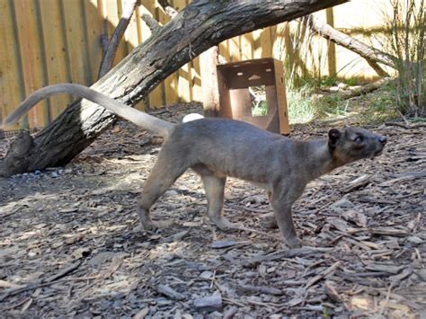 Cryptoprocta ferox / Fossa in Catoctin Wildlife Preserve and Zoo