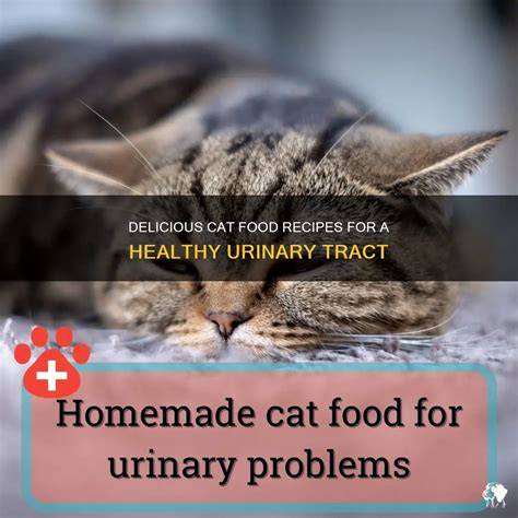 Delicious Cat Food Recipes For A Healthy Urinary Tract Petshun