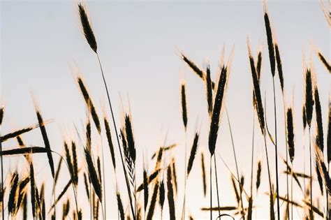 Campo De Trigo Ao P R Do Sol Espigas Douradas De Trigo O Conceito De