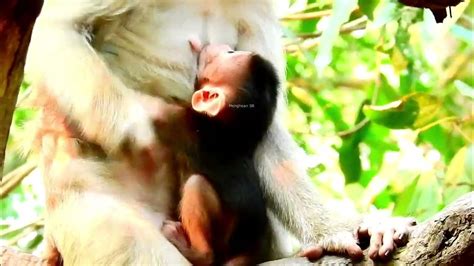 Wow Very Good Mom Katrina Breastfeeding Many Milk To Cuties Baby Youtube