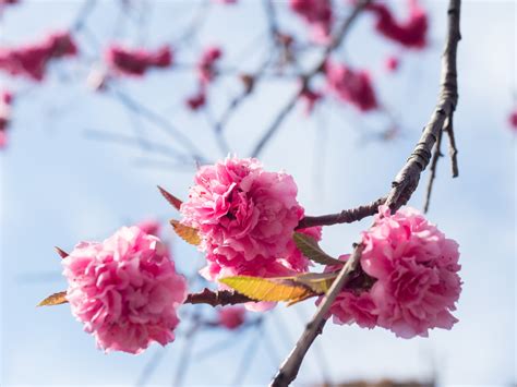 Fruit Tree Flowers