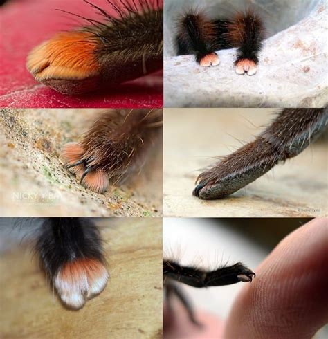 Tarantula paws! : spiderbro