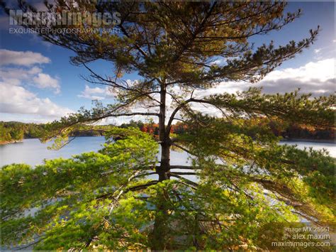 Photo Of Big Pitch Pine Tree In Fall Nature Scenery Stock Image Mxi25561