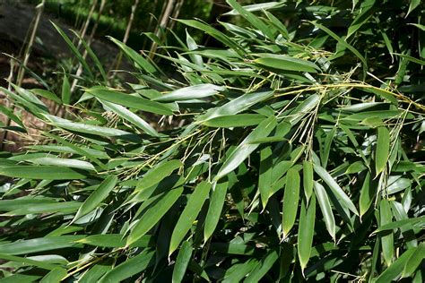 Phyllostachys aureosulcata - UF/IFAS Assessment - University of Florida