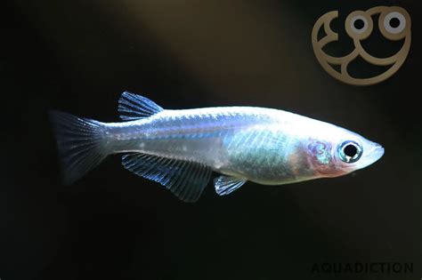 platinum medaka ricefish oryzias latipes var platinum fish profile