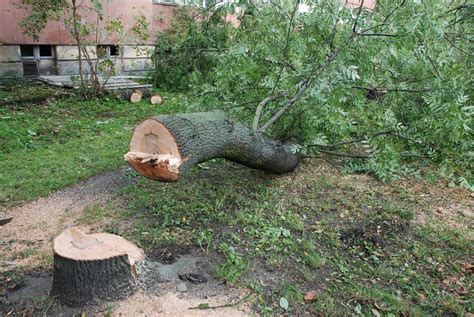 Wycinka drzew w Sosnowcu wzburzyła mieszkańców Coraz więcej