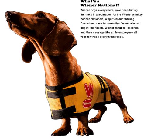 Wiener Dog Movie? | Doxie Planet