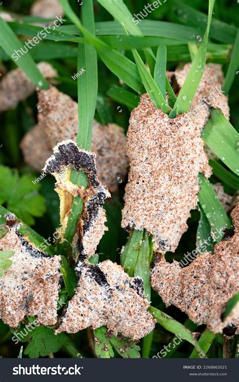 Fuligo Septica Species Slime Mold Commonly Stock Photo 2268662021