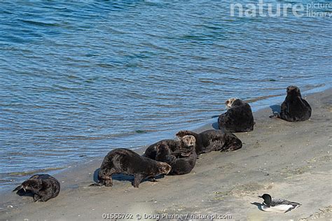 Stock Photo Of California Sea Otters Enhydra Lutris Nereis Basking On