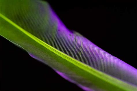 Creative Feather Macro Photography with Water Drops