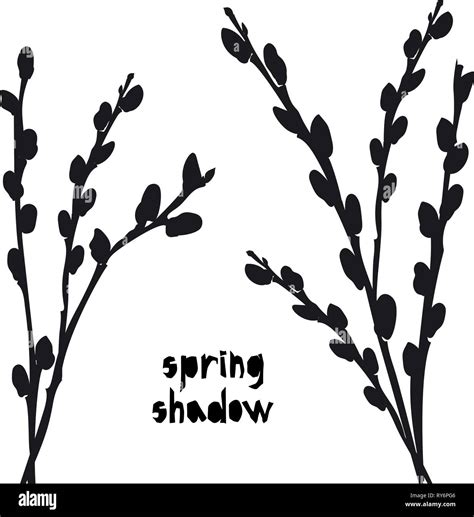 Pattern With Black Pussy Willow Silhouette Shadow Isolated On White Background Vintage Fabric