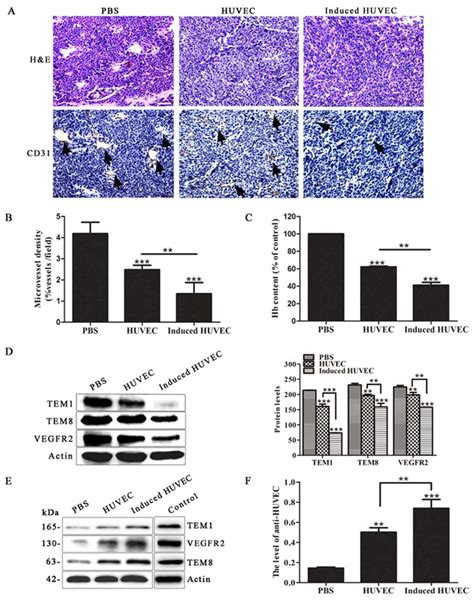 Cells Free Full Text Improved Antitumor Efficacy Of Combined