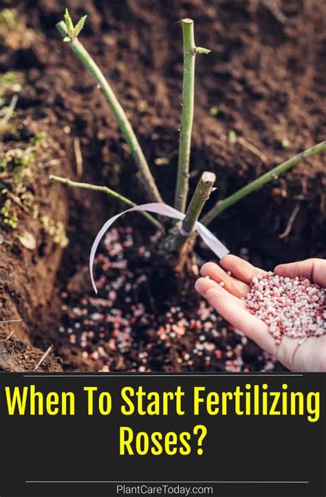 When To Start Fertilizing Roses