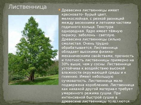 Характеристика древесины лиственница: Лиственница. Свойства древесины ...