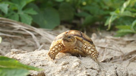 How To Build A Sulcata Tortoise House Step By Step The Turtle Hub