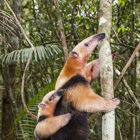 Southern Tamandua Tamandua Tetradactyla About Animals