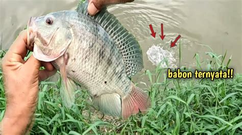 Mancing Ikan Nila Besar Di Sungai Youtube