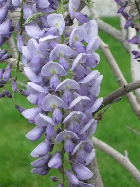 tractorgalsgalleria: Wisteria tree the begining